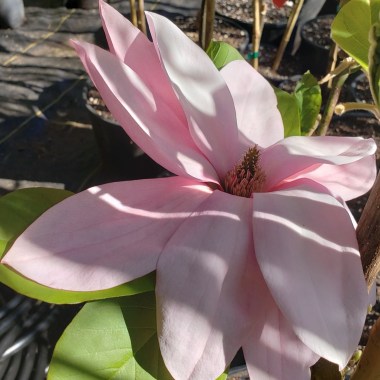 photo-editor-20190501-171421_1024x1024@2x.jpgmagnolia x blushing belle magnolia